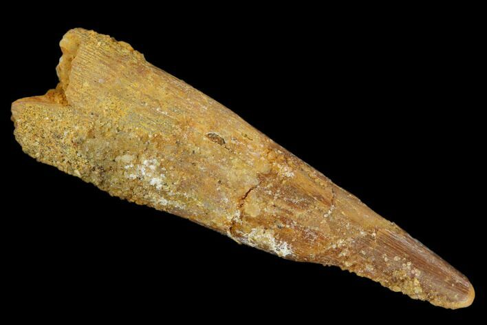 Fossil Pterosaur (Siroccopteryx) Tooth - Morocco #127691